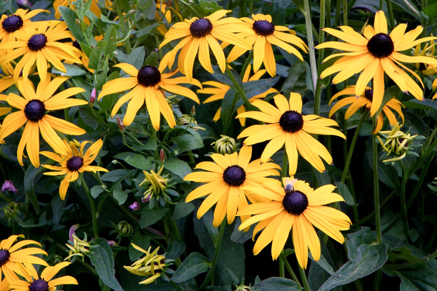Rudbeckia Sunbeckia Black - eyed Susan Maya - Ladybird Nursery
