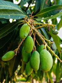 Mango 'Rupee' (PICK UP ONLY) - Ladybird Nursery