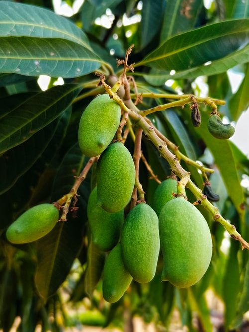 Mango 'Rupee' (PICK UP ONLY) - Ladybird Nursery