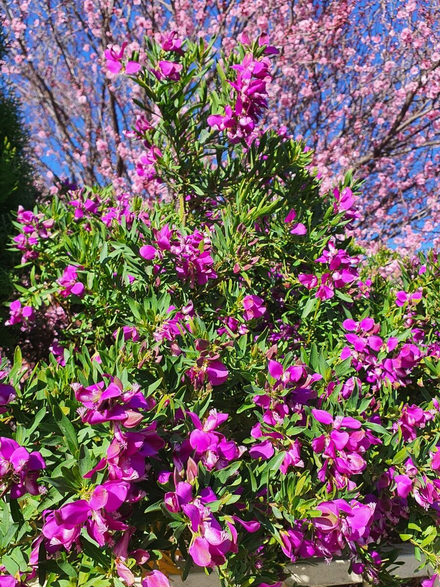 Sweet Pea Shrub Dalmaisiana Compacta (Polygala)