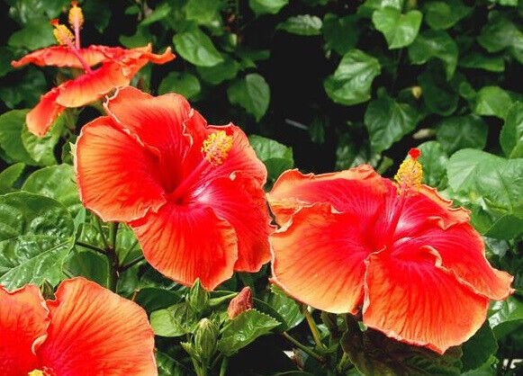 Hibiscus Fire Storm (Hibiscus rosa - Sinensis) - Ladybird Nursery