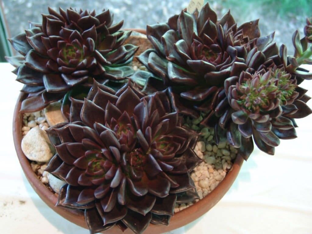 Hens and Chicks Prince (Echeveria Black) - Ladybird Nursery