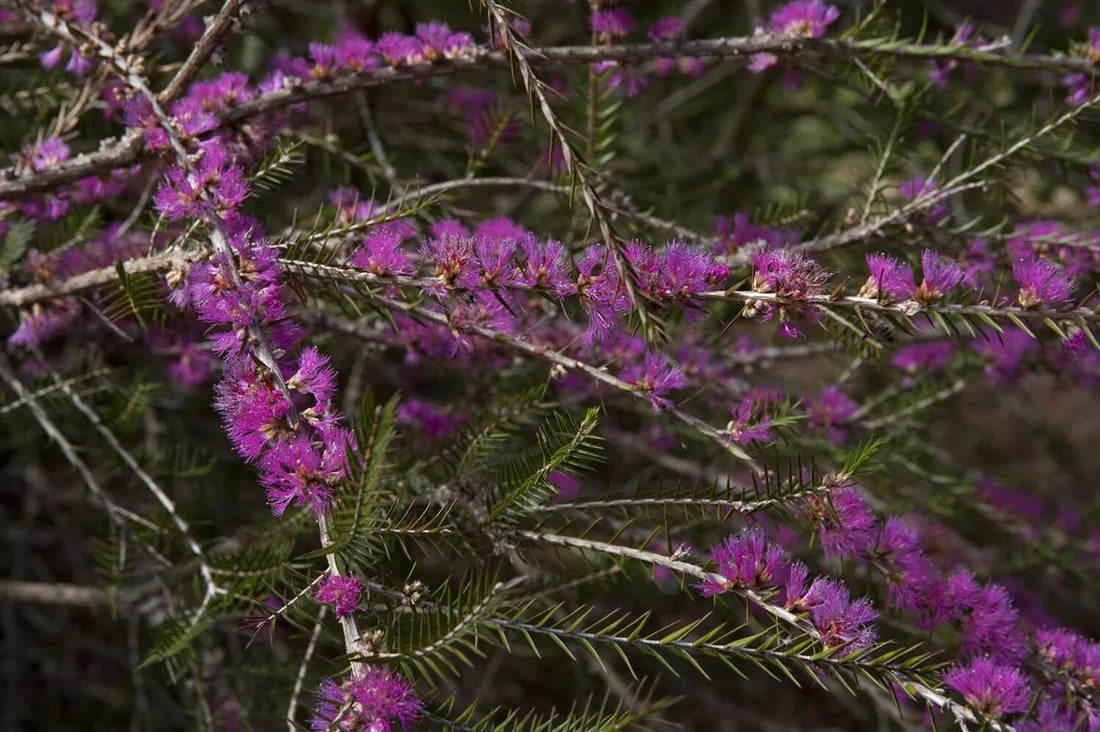 Violet Honey Myrtle (Melaleuca wilsonii) - Ladybird Nursery