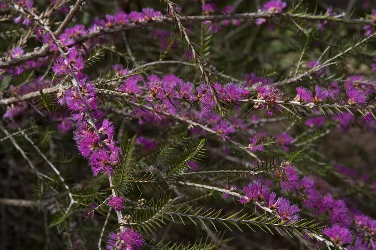 Violet Honey Myrtle (Melaleuca wilsonii) - Ladybird Nursery