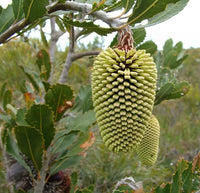 Yellow Lantern Banksia (Banksia lehmanniana) - Ladybird Nursery