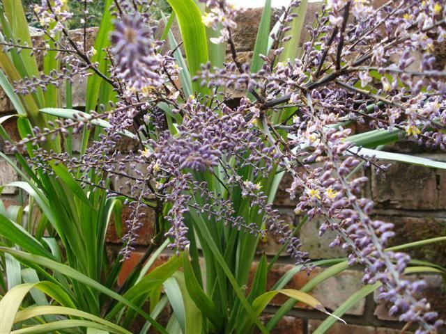 Slender Palm Lily (Cordyline stricta) - Ladybird Nursery