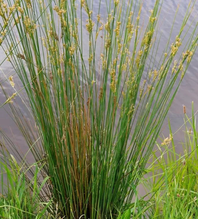 Common Rush (Juncus usitatus)