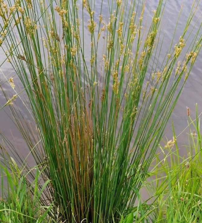 Common Rush (Juncus usitatus) - Ladybird Nursery