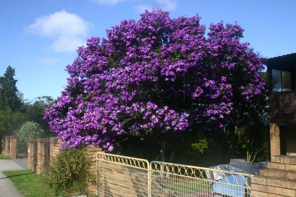 Tibouchina 'Jazzie'