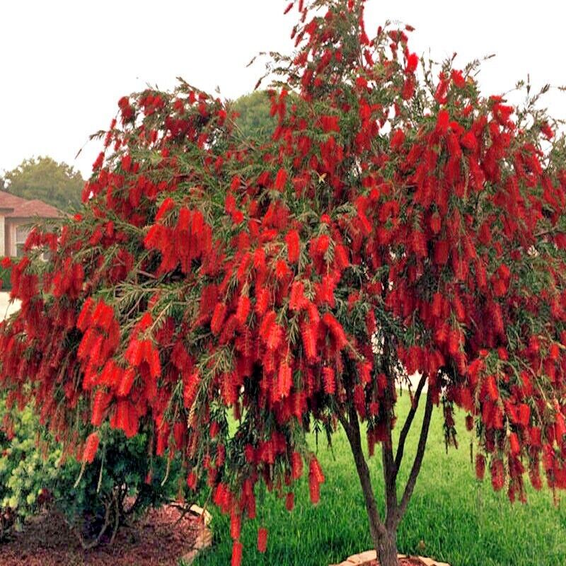 Weeping Bottlebrush (Callistemon viminalis) - Ladybird Nursery
