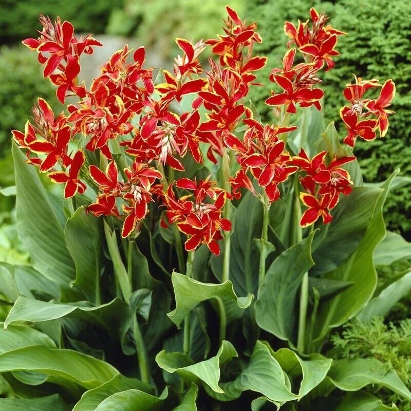 Canna Red Panther (Canna) - Ladybird Nursery