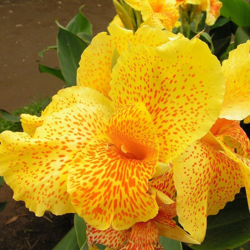 Canna South Pacific Yellow (Canna)