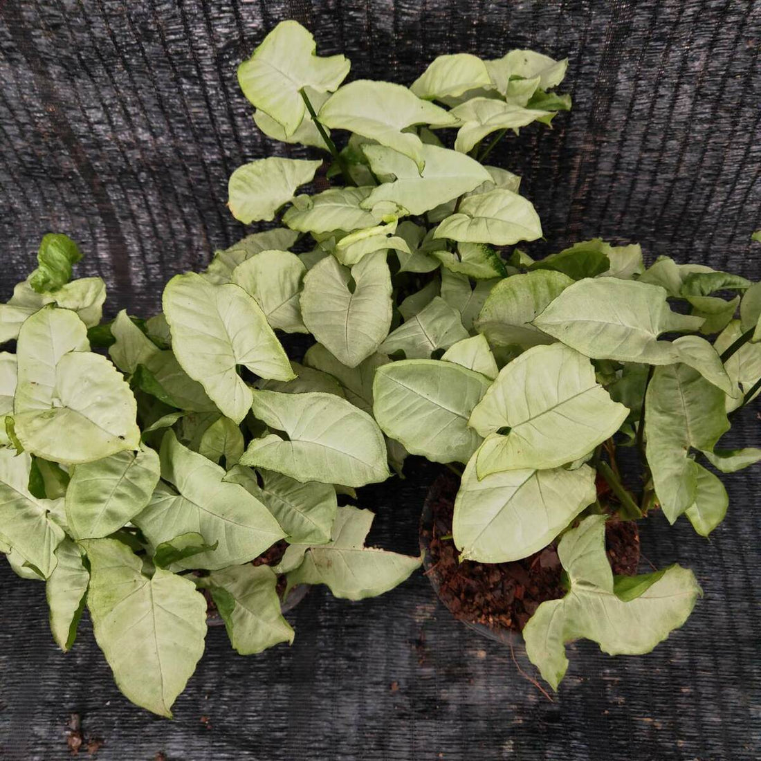 Syngonium Silver Pearl - Ladybird Nursery