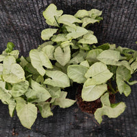Syngonium Silver Pearl - Ladybird Nursery