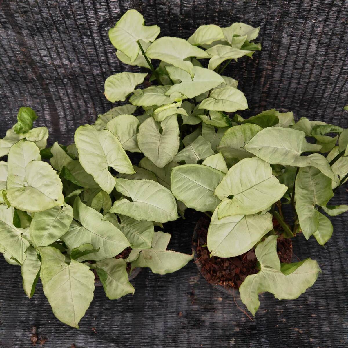 Syngonium Silver Pearl - Ladybird Nursery