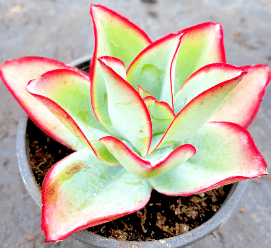 Hens and Chicks Fire Ice (Echeveria subrigida)