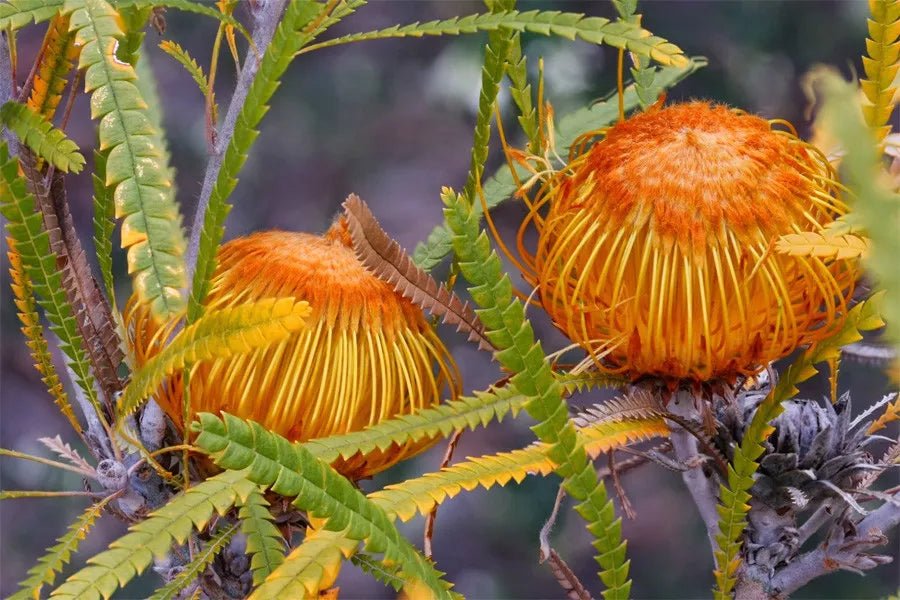 Showy Banksia (Banksia formosa) - Ladybird Nursery