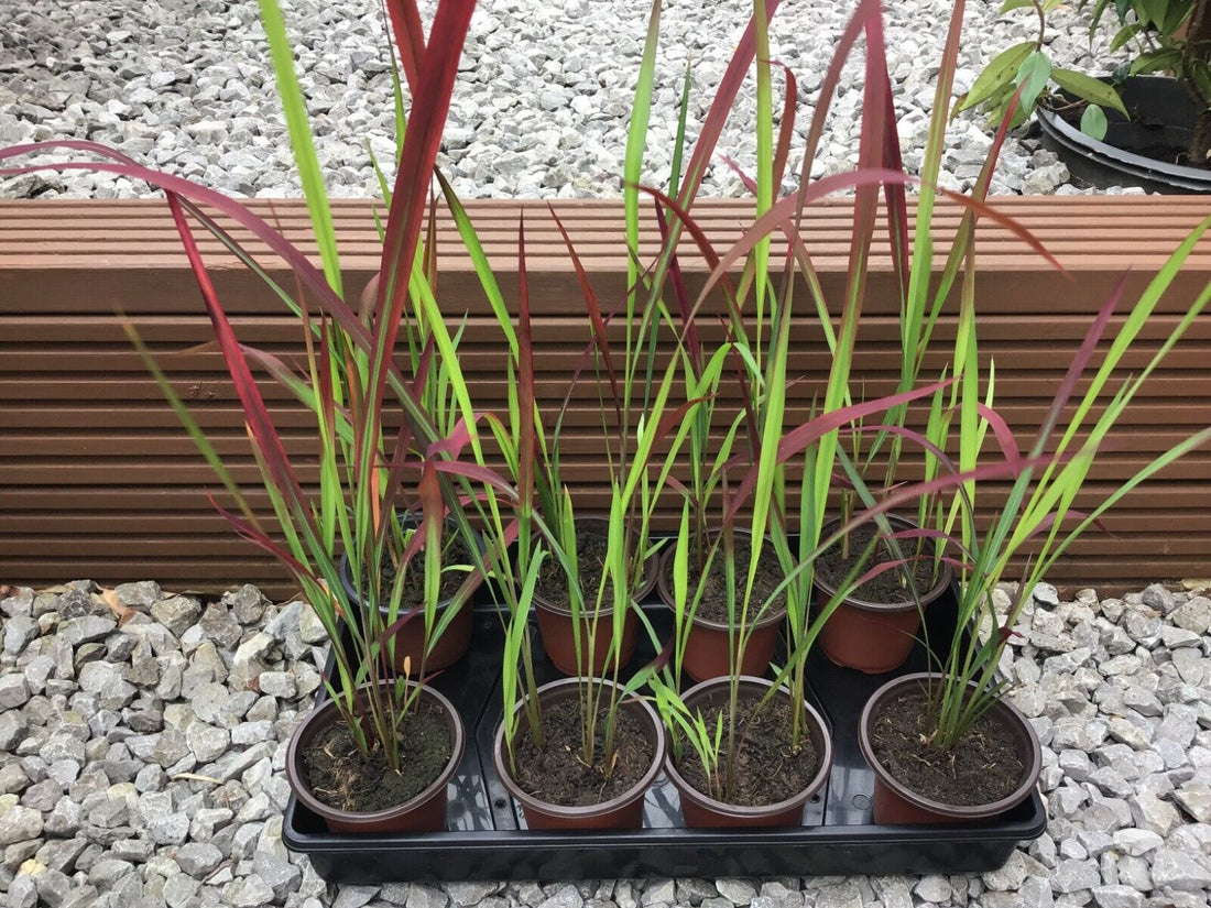 Japanese Blood Grass (Imperata cylindrica) - Ladybird Nursery