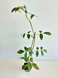 Bower Vine of Beauty (Pandorea jasminoides) - Ladybird Nursery