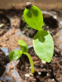 Ceylon Spinach Little Goldy (Tabernaemontana corymbosa) - Ladybird Nursery