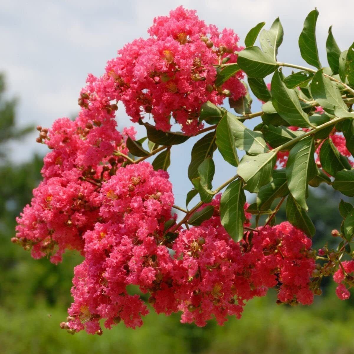 Crepe Myrtle Tuscarora (Lagerstroemia) - Advanced (PICK UP ONLY) - Ladybird Nursery