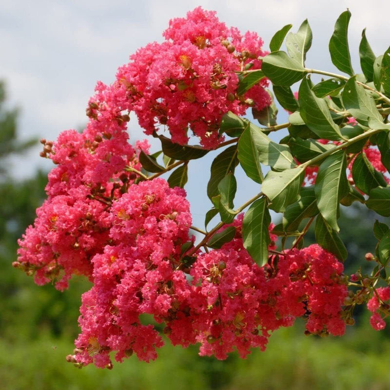 Crepe Myrtle Tuscarora (Lagerstroemia) - Advanced