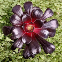 Black Rose atropurpureum Schwarzkopf (Aeonium arboreum)