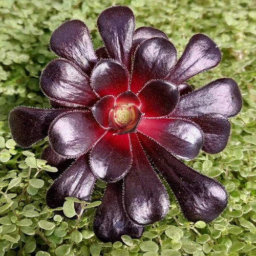 Black Rose atropurpureum Schwarzkopf (Aeonium arboreum) - Ladybird Nursery