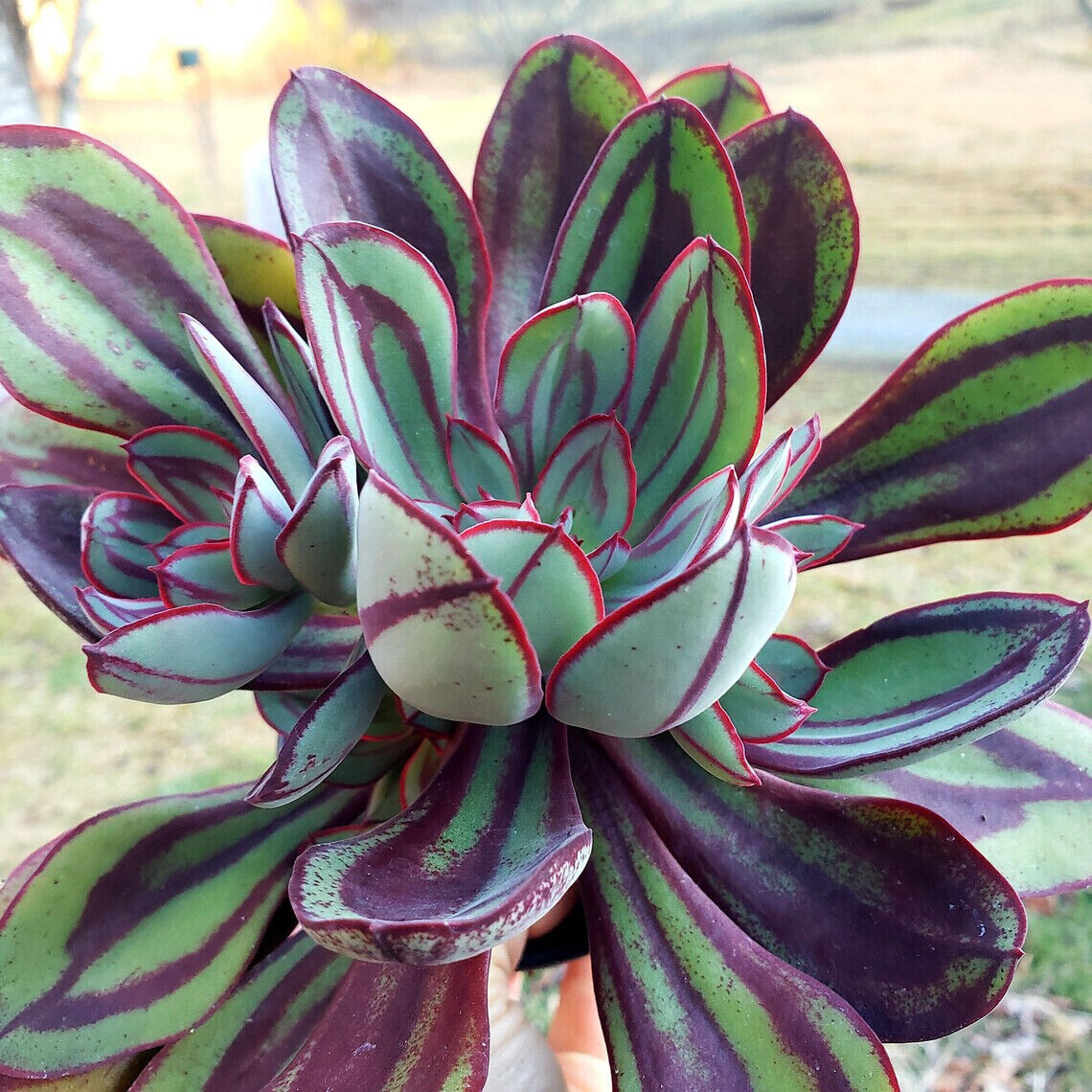 Hens and Chicks Lady (Echeveria Painted)