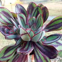 Hens and Chicks Lady (Echeveria Painted)