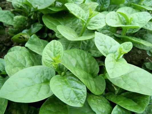 Ceylon Spinach Little Goldy (Tabernaemontana corymbosa)