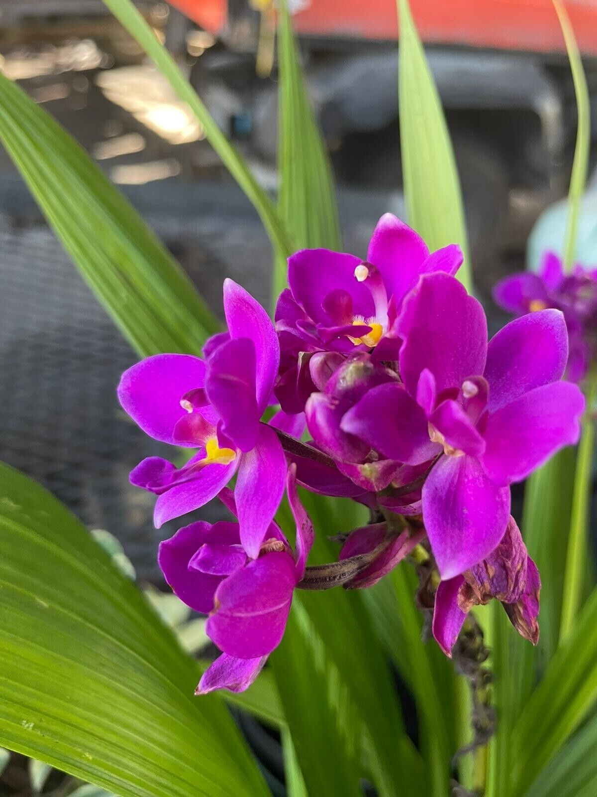 Ground Orchid Purple (Spathoglottis plicata)