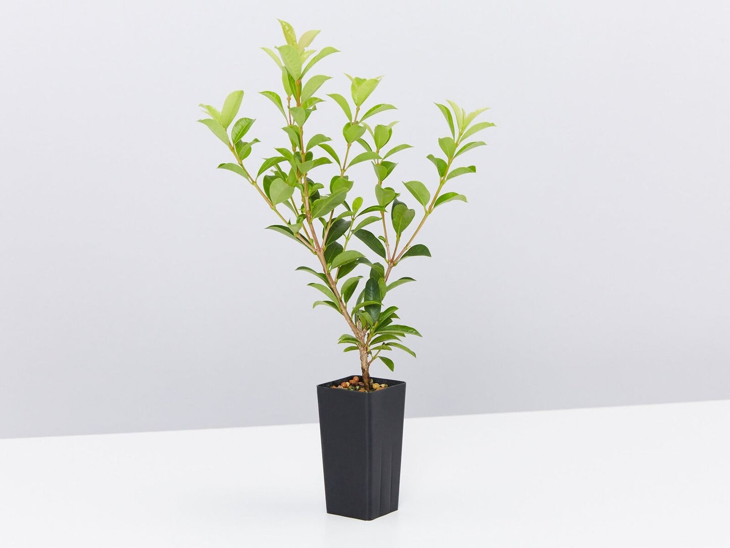 Lilly Pilly Aussie Compact (Syzygium australe)