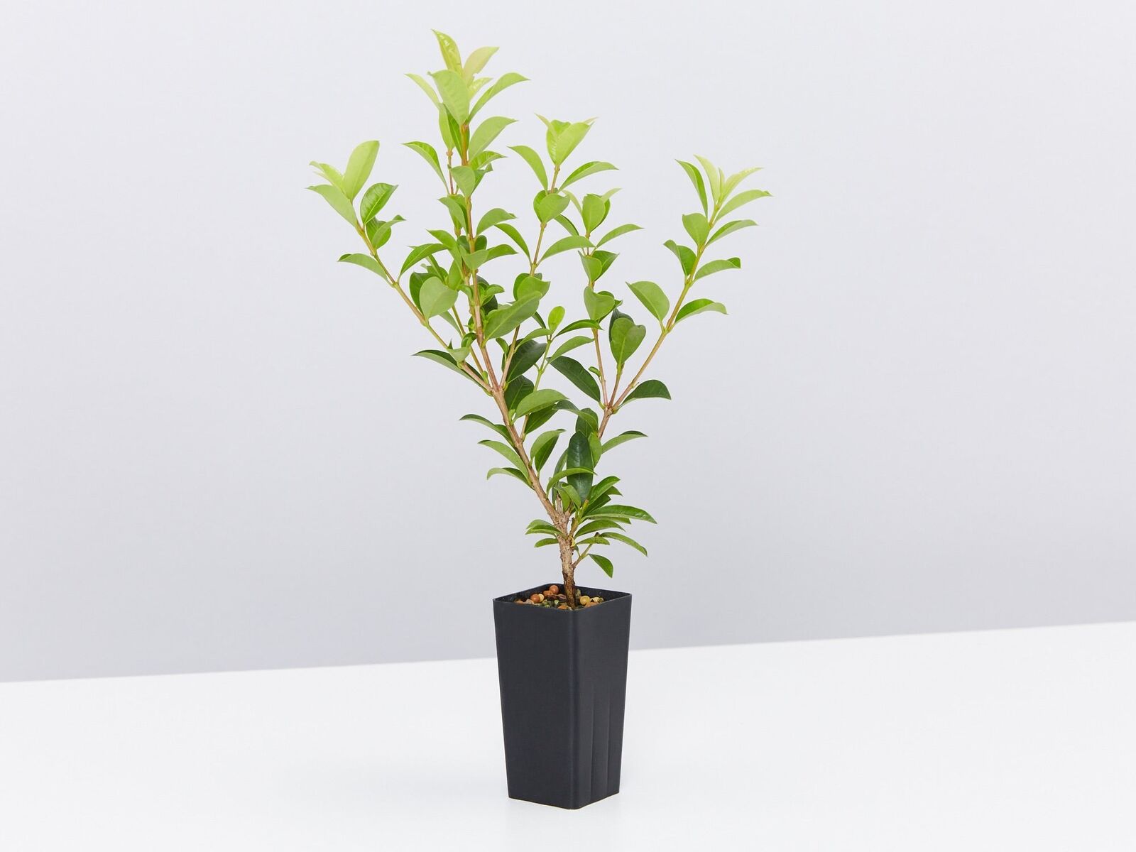 Lilly Pilly Aussie Compact (Syzygium australe)