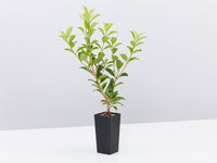 Lilly Pilly Aussie Compact (Syzygium australe) - Ladybird Nursery