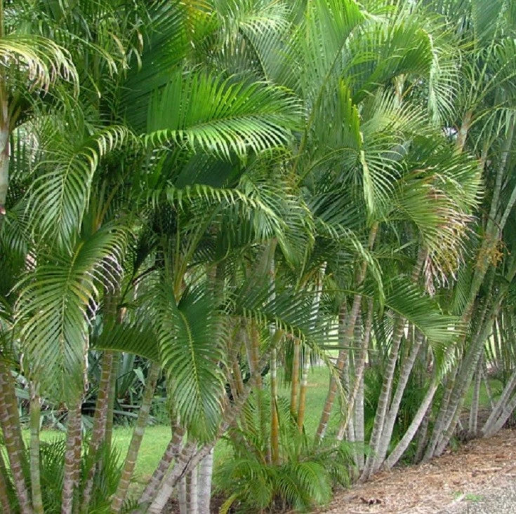 Golden Cane Palms