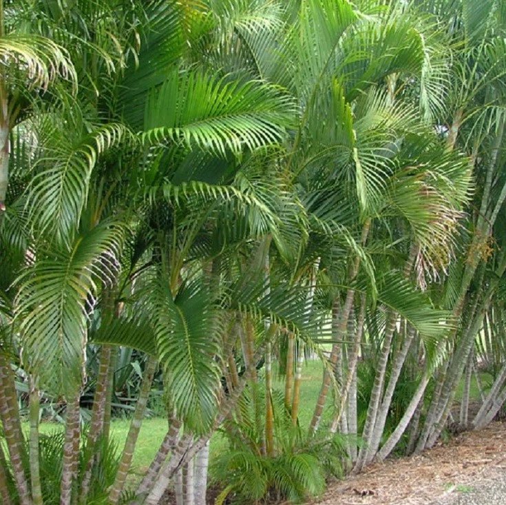 Golden Cane Palms - Ladybird Nursery