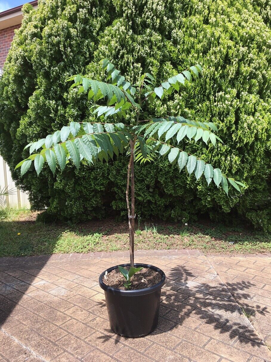 Australian Red Cedar (Toona ciliata)