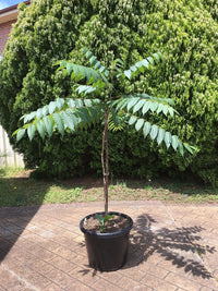 Australian Red Cedar (Toona ciliata)