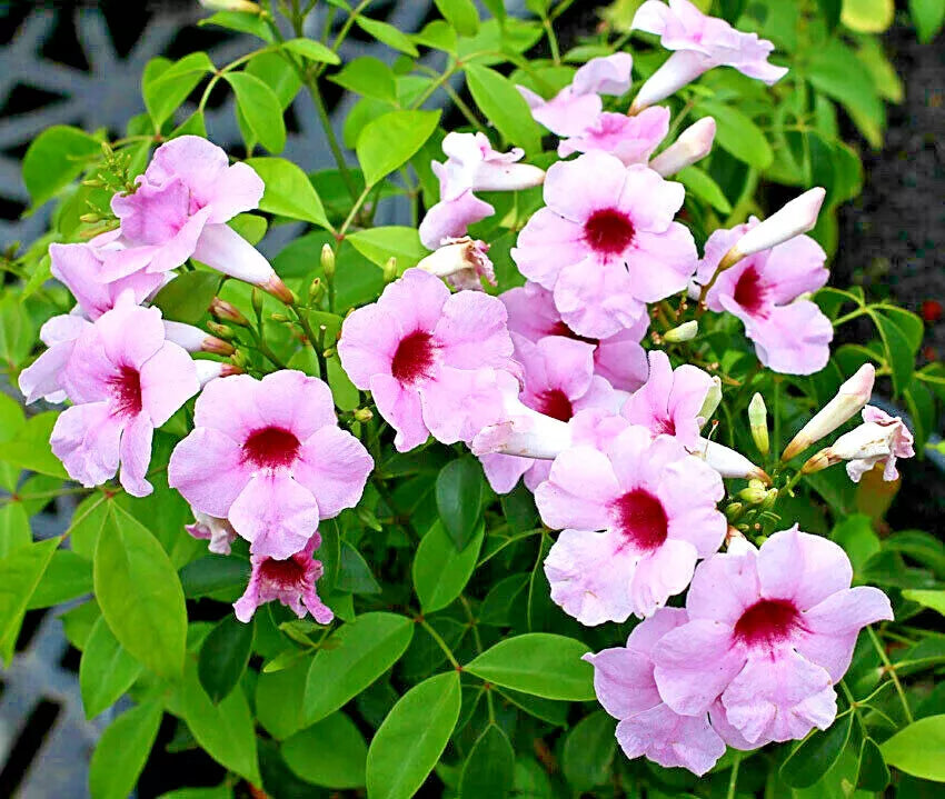 Bower Vine of Beauty (Pandorea jasminoides)