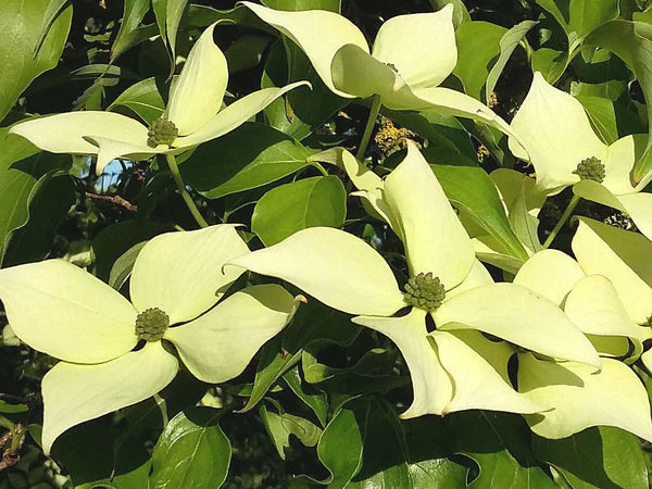 Himalayan Dogwood (Cornus capitata)