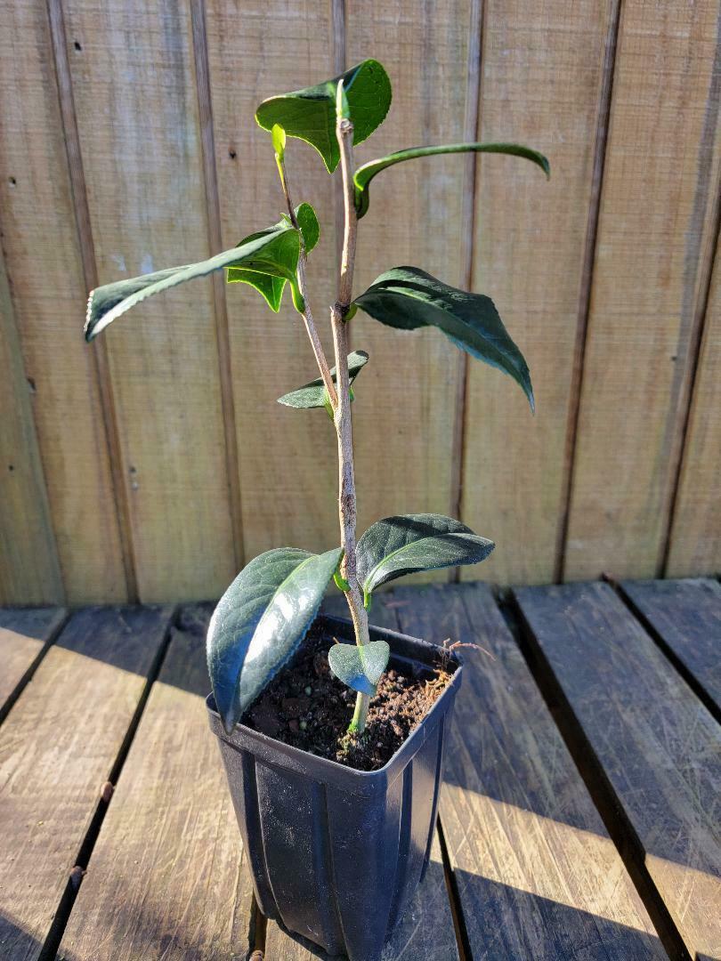 Camellia Grace Albritton (Camellia japonica)
