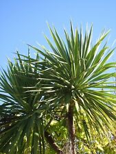 Ribbon Fan Palm (Livistona decora) - Ladybird Nursery