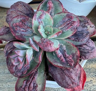 Hens and Chicks Bold (Echeveria Baron) - Ladybird Nursery