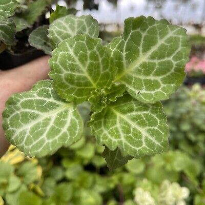 Swedish Ivy (Plectranthus oertendahlii)
