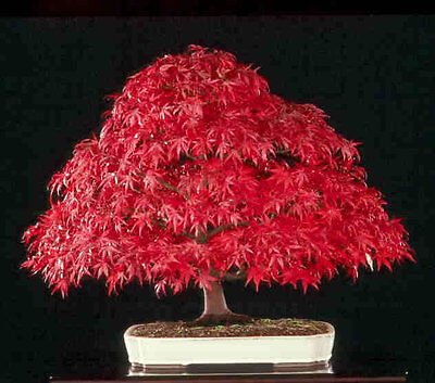 Tatarian Maple Ginnala Flame Bonsai Starter (Acer tartaricum) - Ladybird Nursery