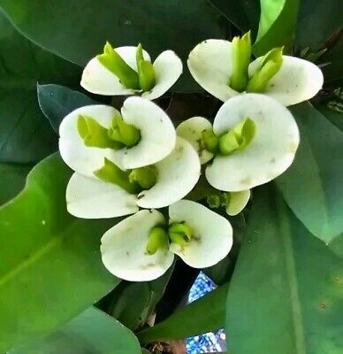 White Siam Princess (Euphorbia Siam) - Ladybird Nursery