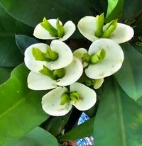White Siam Princess (Euphorbia Siam)