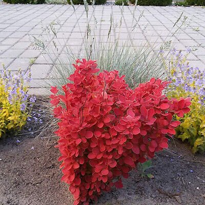 Pow Wow Japanese Barberry (Berberis thunbergii) - Ladybird Nursery