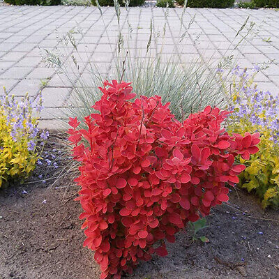 Pow Wow Japanese Barberry (Berberis thunbergii)